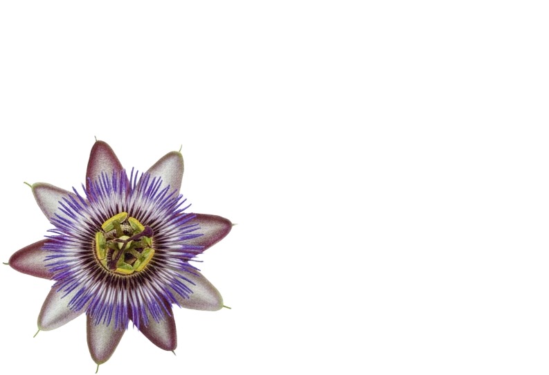 a purple flower with green leaves on it.jpg